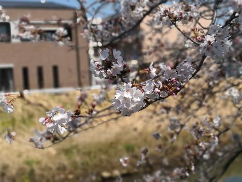 20180325sakura5.jpg