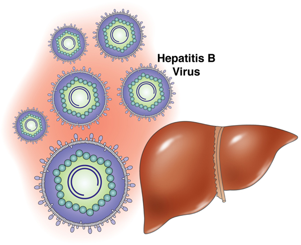 hepatitis_b.jpg